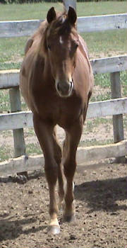 pennyfront6-5-09.jpg