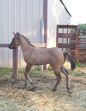 rebas2006colt6-28-06.jpg.jpg